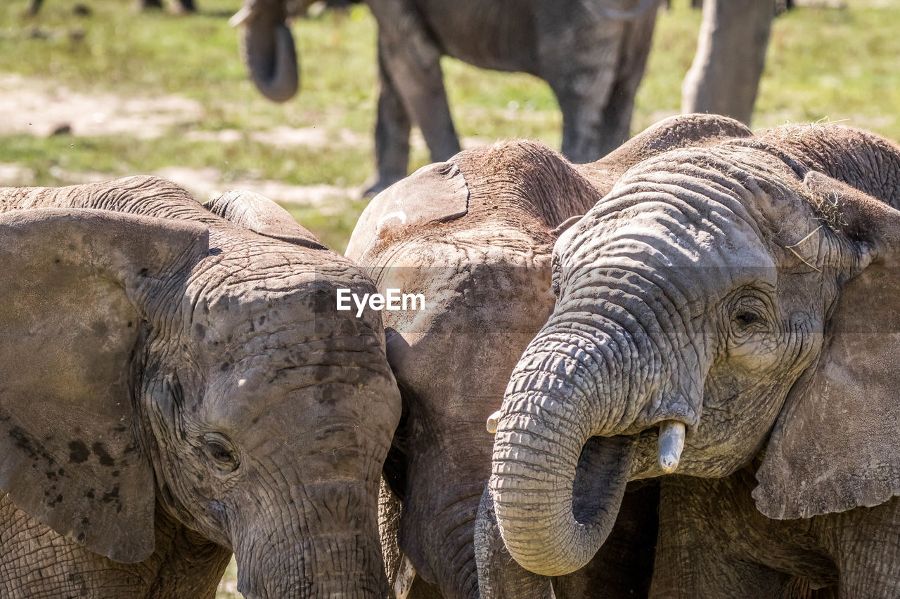 CLOSE-UP OF ELEPHANT IN FIELD