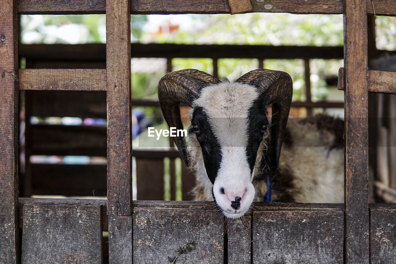 CLOSE-UP PORTRAIT OF HORSE STANDING IN PEN