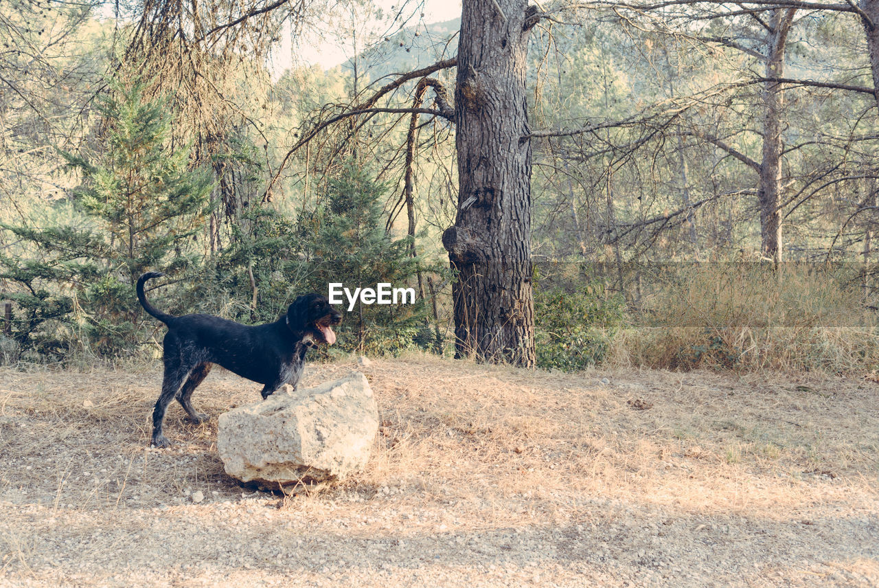 VIEW OF DOG ON FIELD