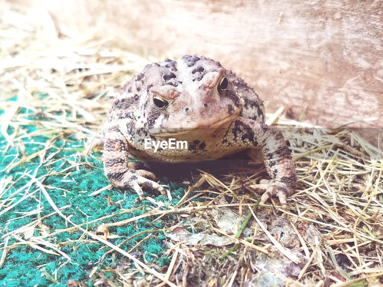 HIGH ANGLE VIEW OF A FROG ON FIELD