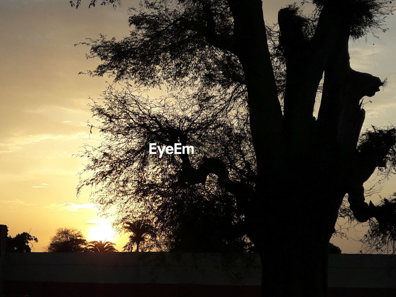 SILHOUETTE OF TREES AT SUNSET