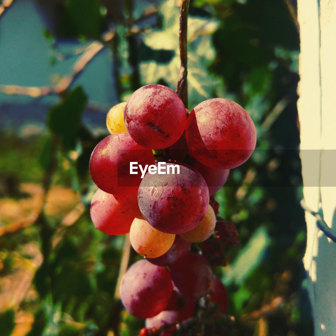 CLOSE-UP OF FRUITS HANGING ON VINE