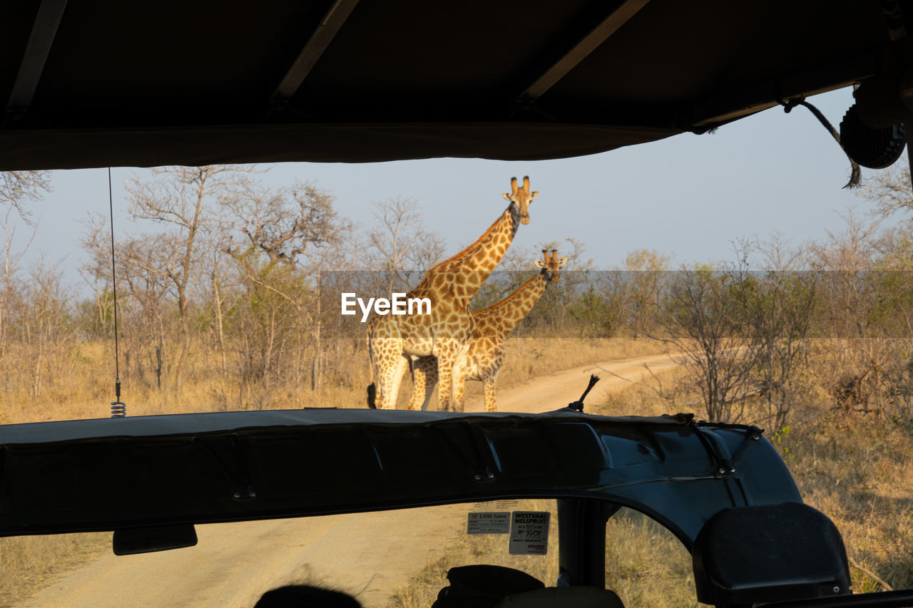 Low angle view of giraffe on road