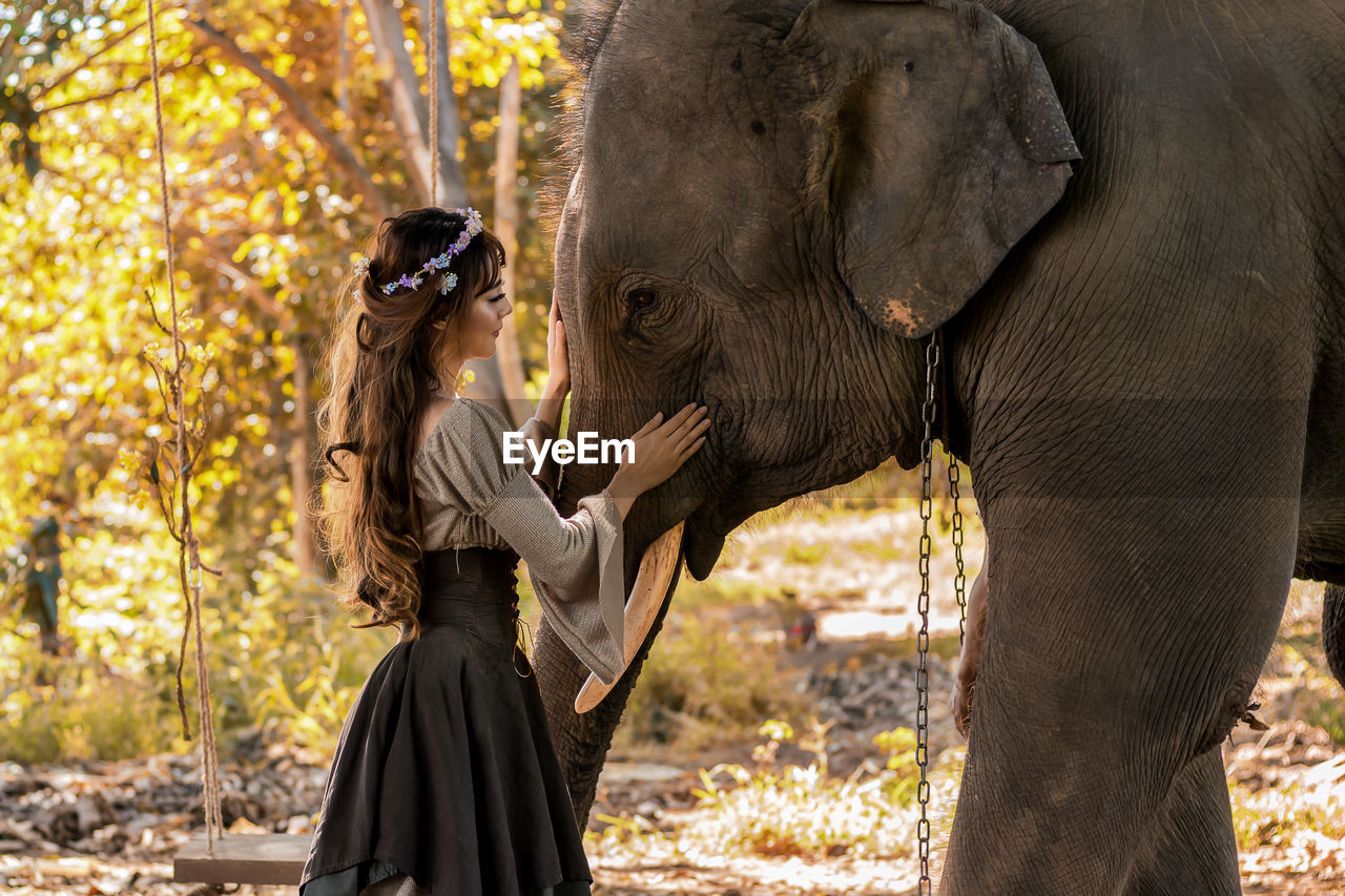 Side view of young woman touching elephant in forest