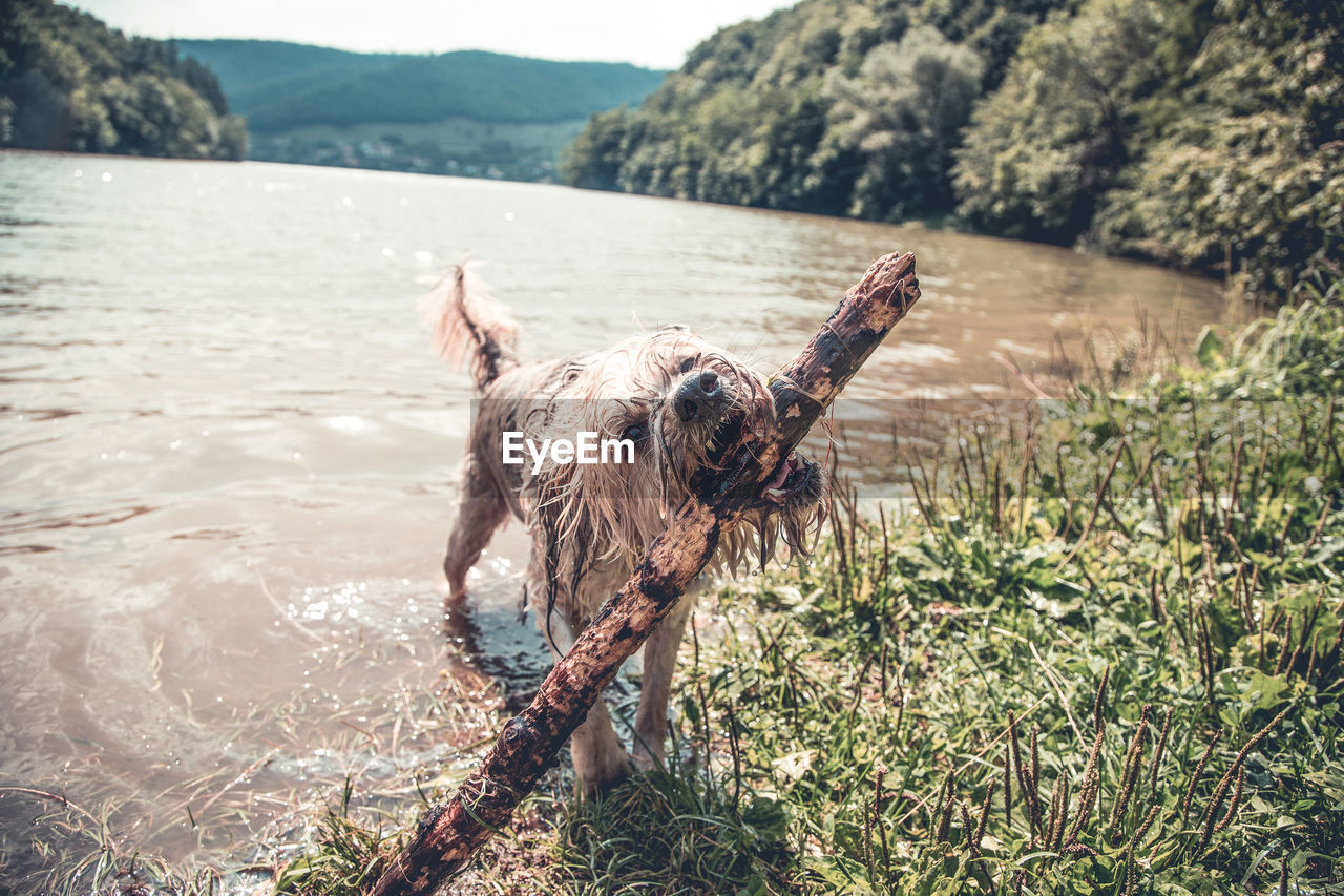 DOG ON A LAKE