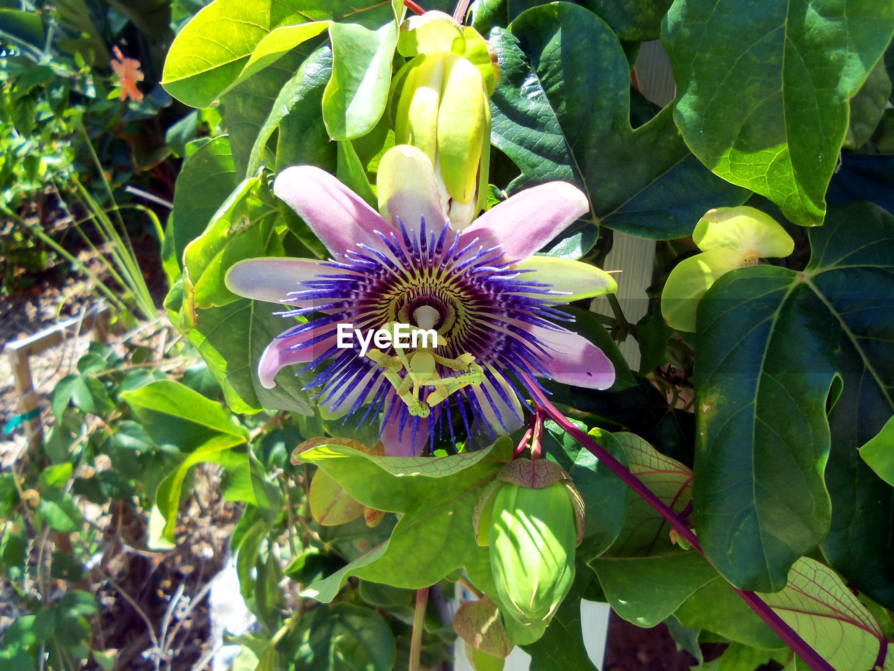 Close-up of purple flower blooming outdoors