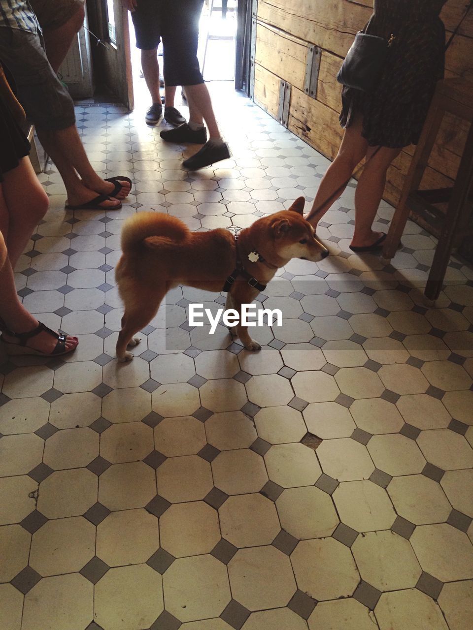 High angle view of dog amidst people on tiled floor at home