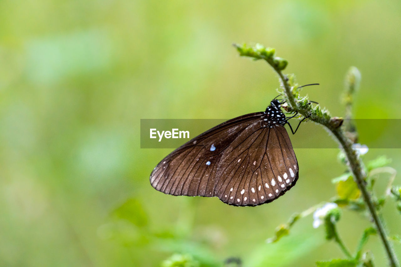 Close-up of butterfly pollinating flower