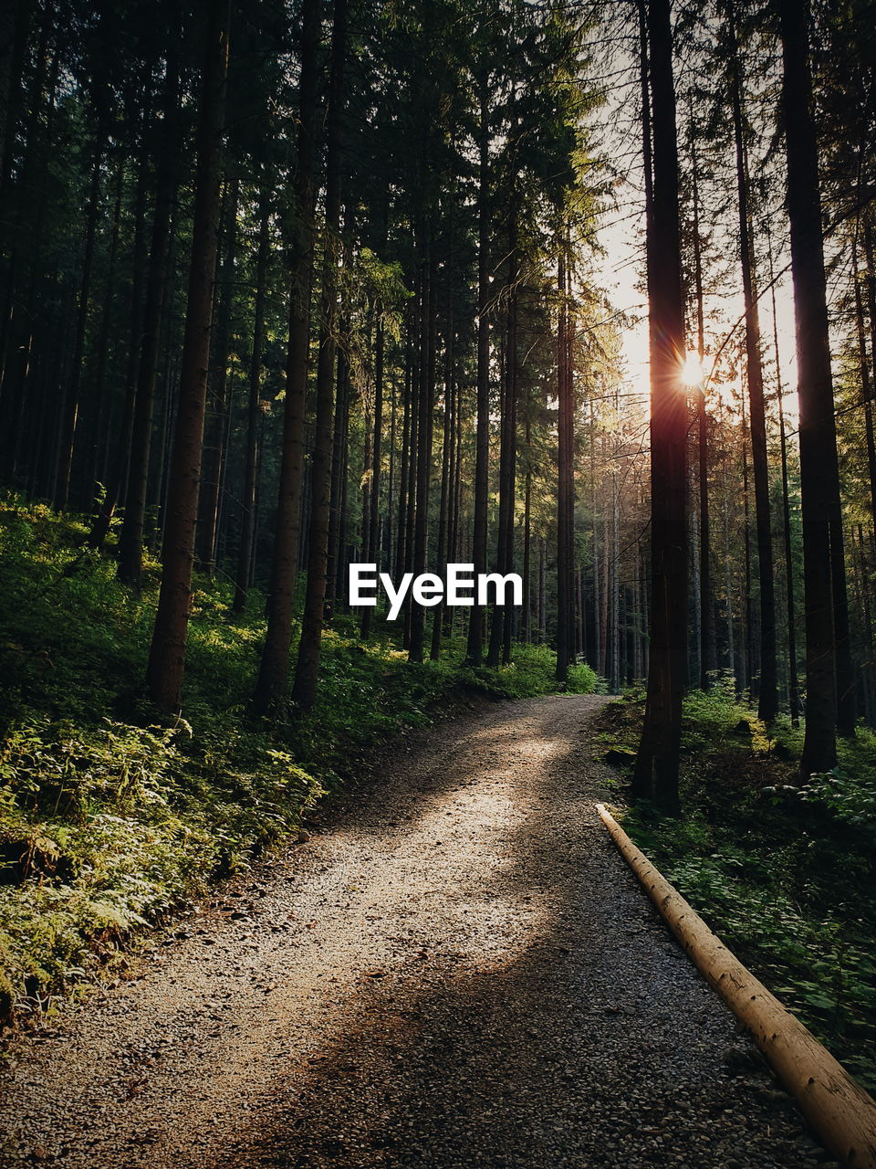 Road amidst trees in forest against bright sun