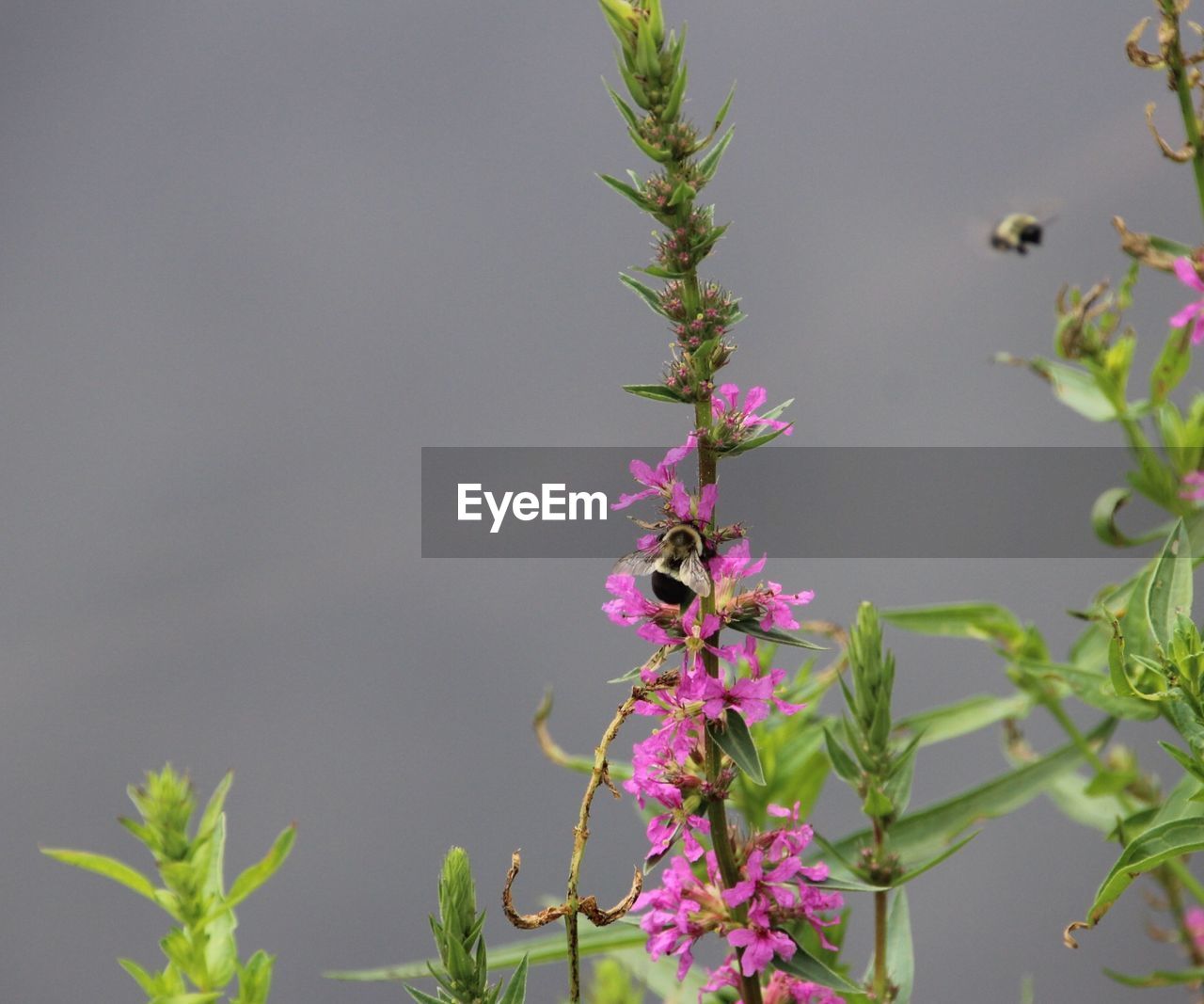 Close-up of pink flowering plant with bees