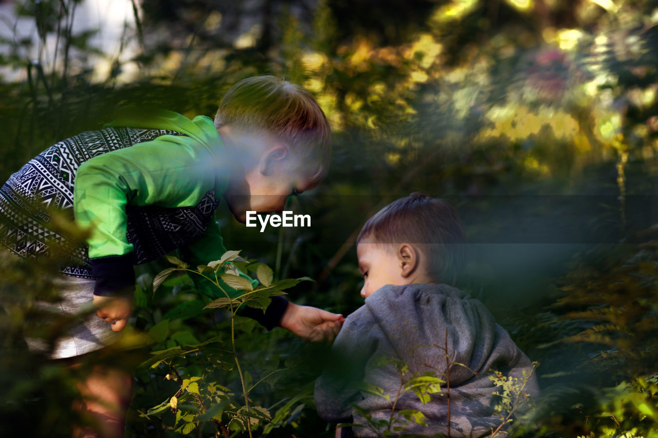 Two boys are gathering wild strawberries. image with selective focus