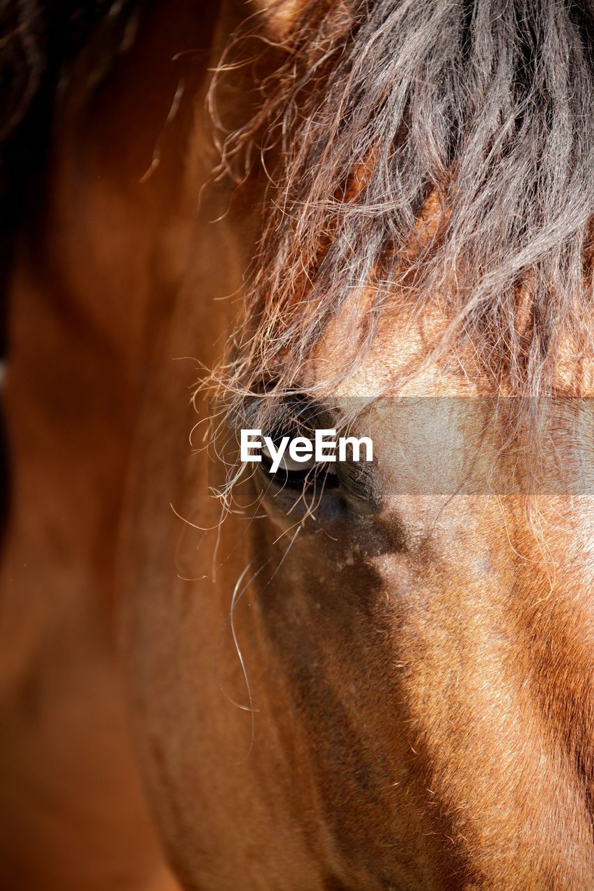 Close-up of an horsel eye