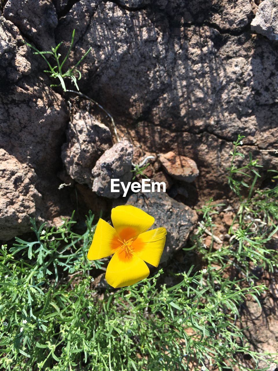 CLOSE-UP OF YELLOW FLOWER PLANT