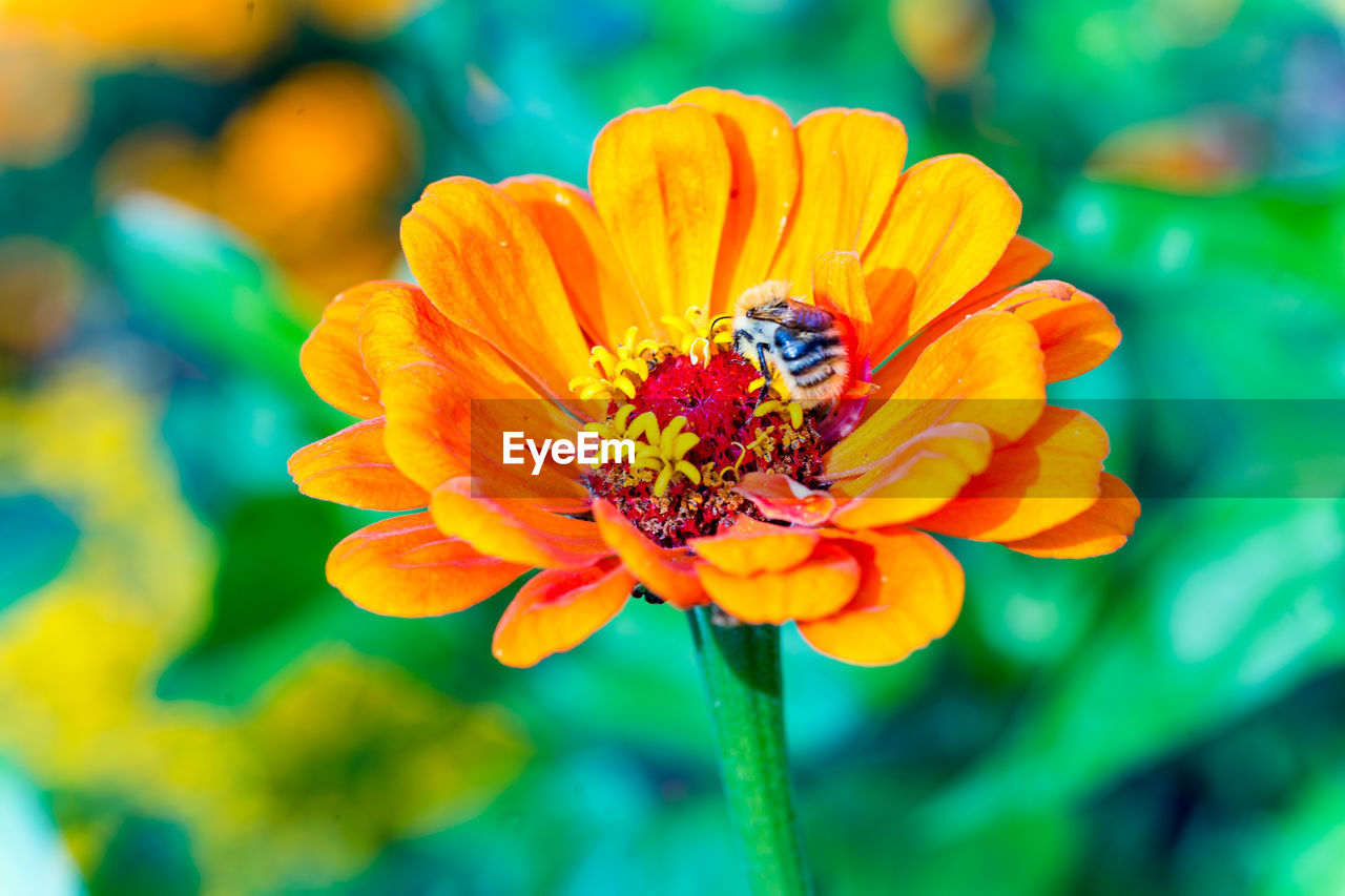 BEE POLLINATING ON YELLOW FLOWER