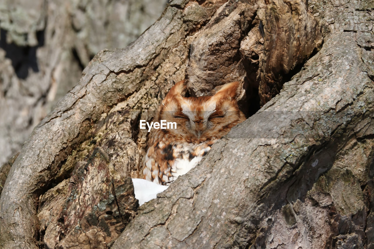 Screech owl