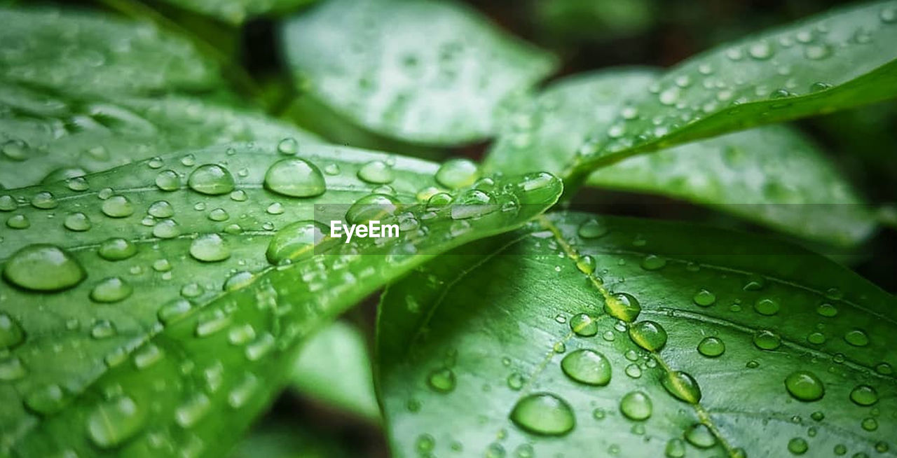 CLOSE-UP OF WET LEAF