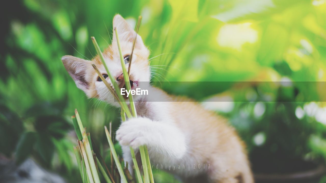 Close-up portrait of cat on grass