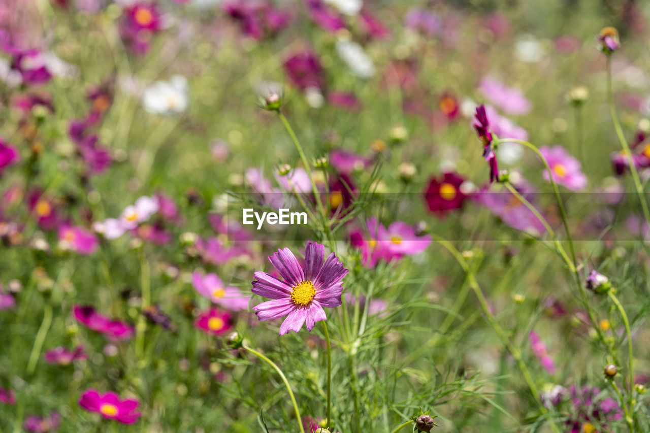 flower, flowering plant, plant, freshness, beauty in nature, garden cosmos, meadow, nature, field, grass, fragility, close-up, prairie, growth, pink, summer, no people, grassland, flower head, land, petal, inflorescence, green, environment, medicine, outdoors, natural environment, plain, purple, selective focus, focus on foreground, multi colored, botany, wildflower, day, springtime, daisy, macro photography, animal wildlife, cosmos flower, cosmos, sunlight, flowerbed, healthcare and medicine, animal themes, food, animal, landscape, blossom, herb