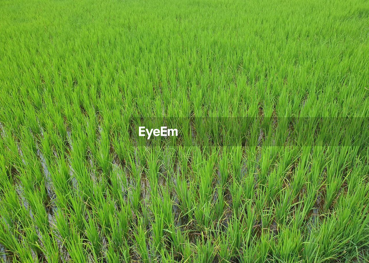 FULL FRAME SHOT OF CROP FIELD