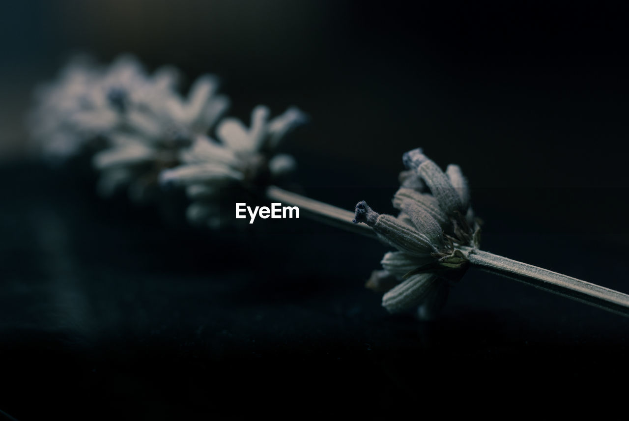 Close-up of lavender twigs