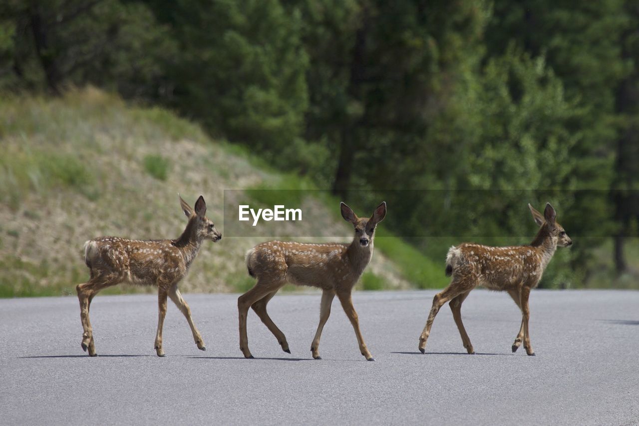 Spotted deer walking on road during sunny day
