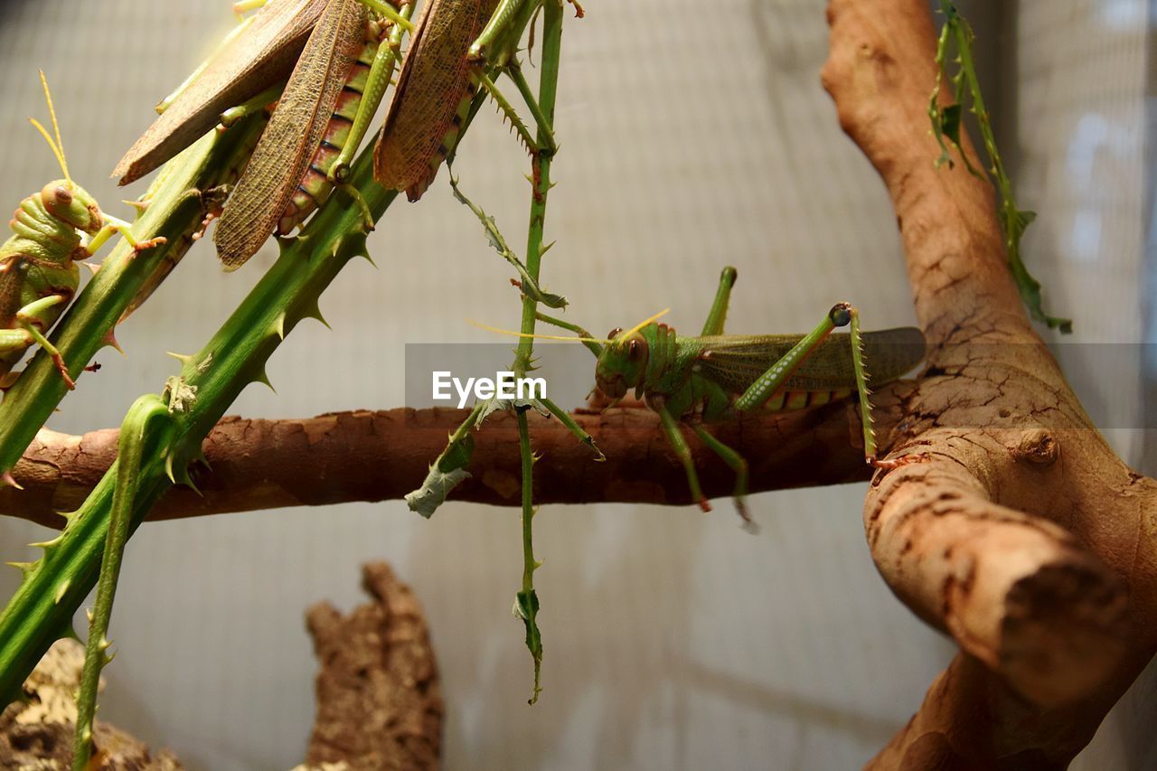 Close-up of grashopper on plant