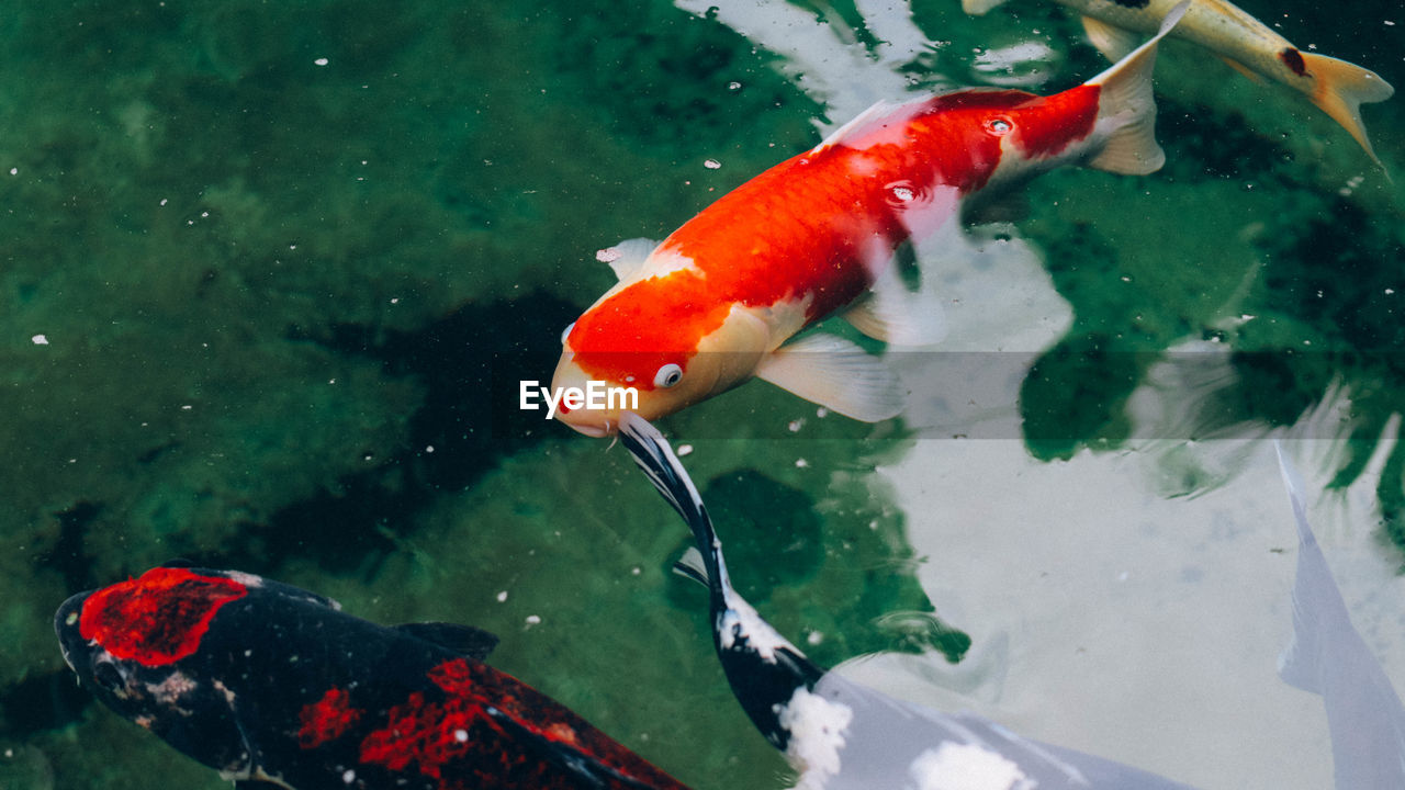 FISH SWIMMING UNDERWATER