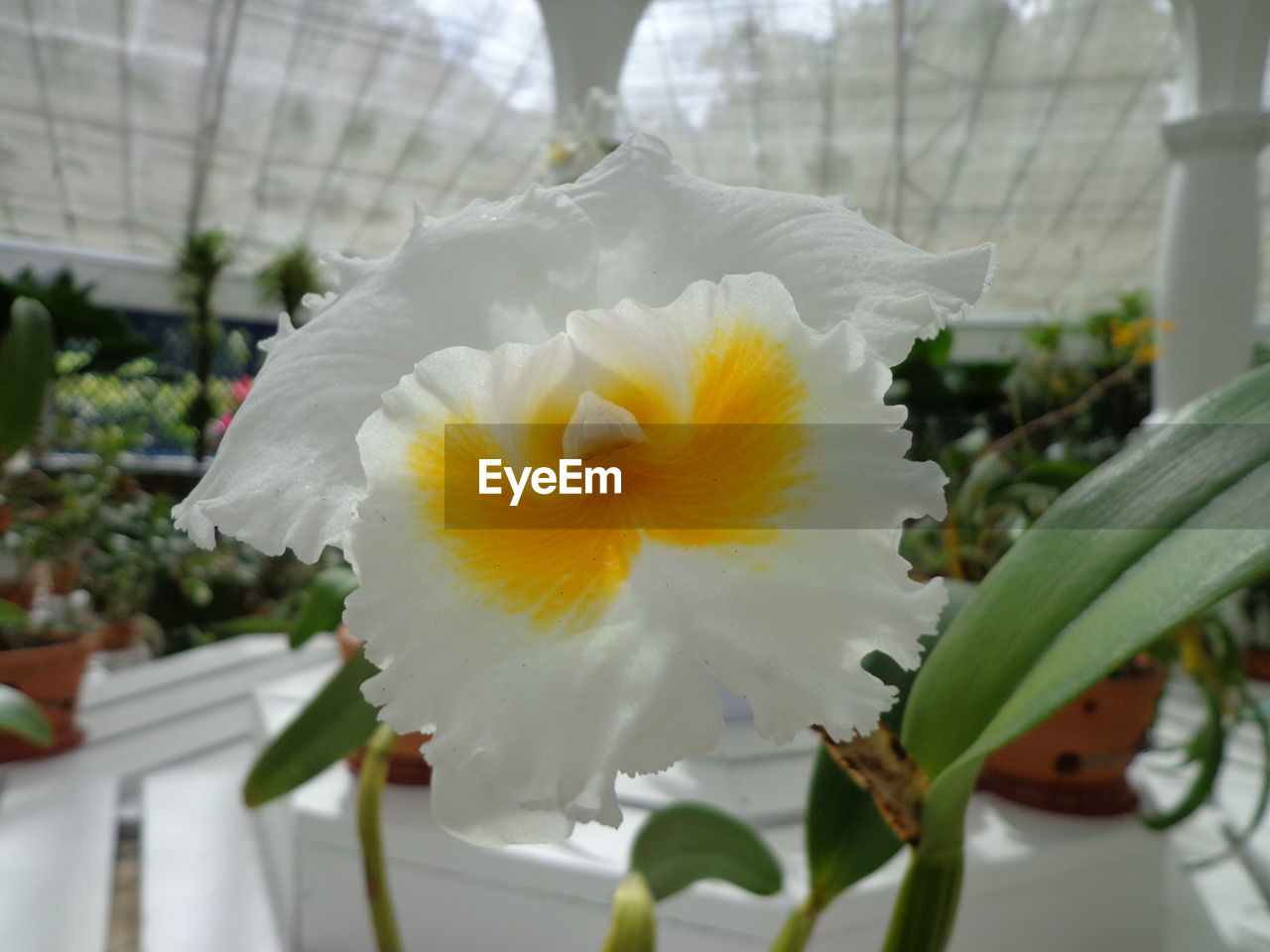 CLOSE-UP OF WHITE FLOWER