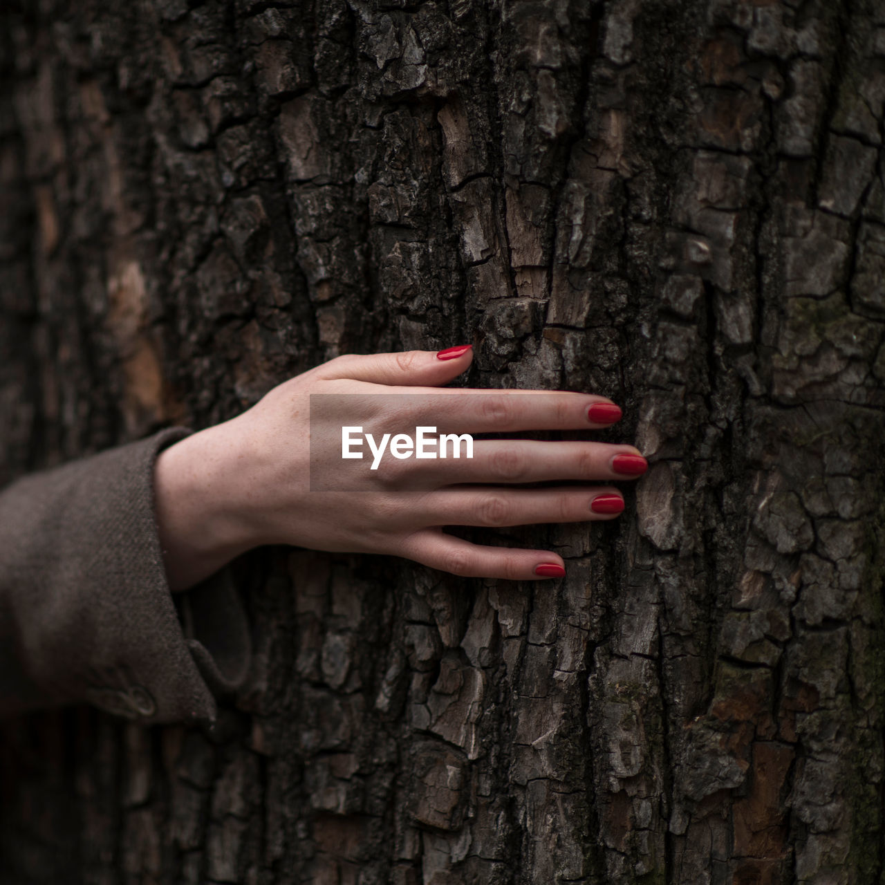 Cropped image of woman touching tree trunk