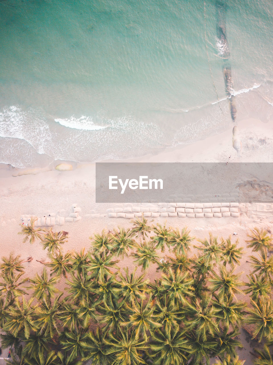 Aerial view of palm trees at beach