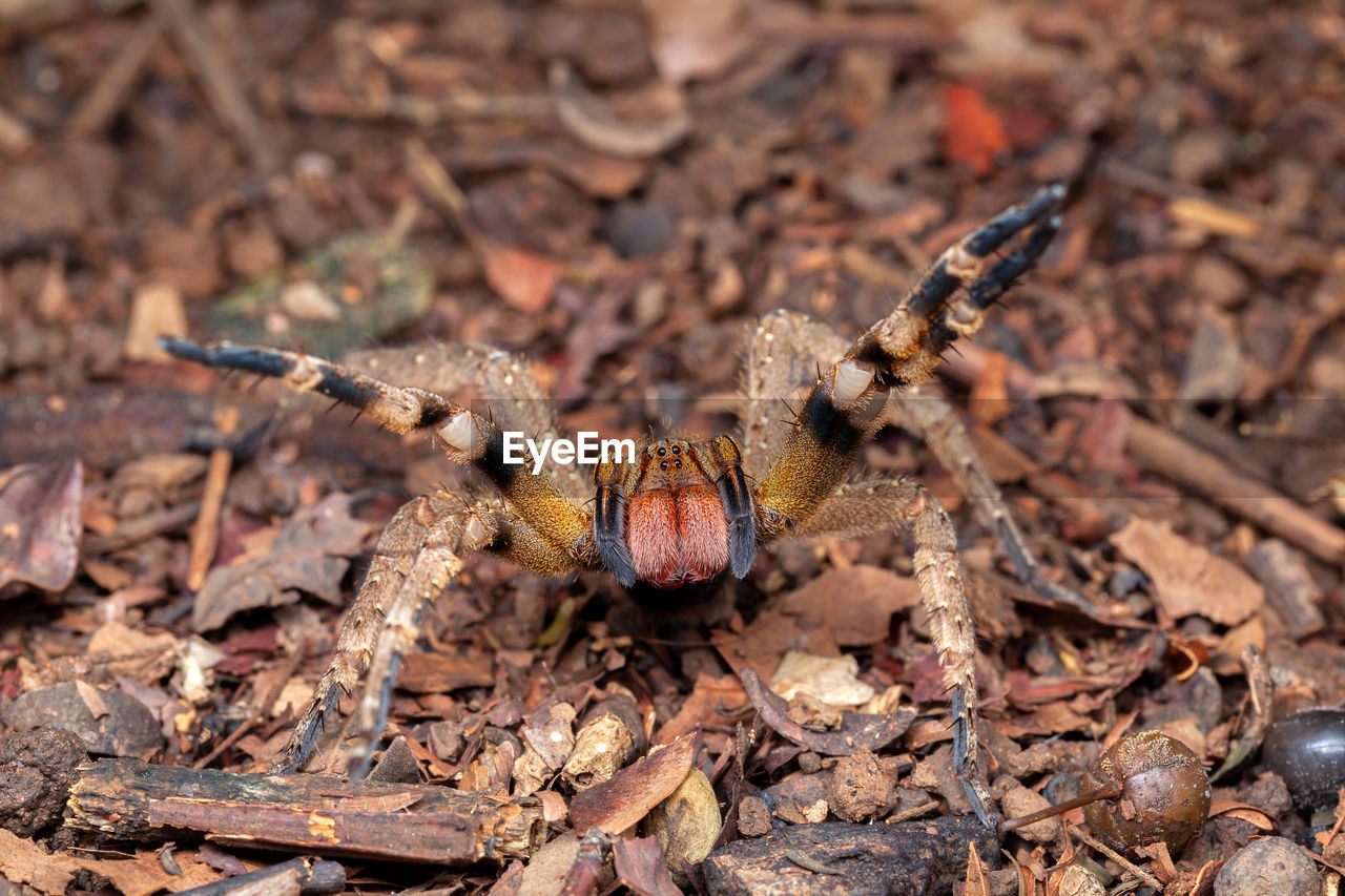 Brazilian wandering spider phoneutria nigriventer