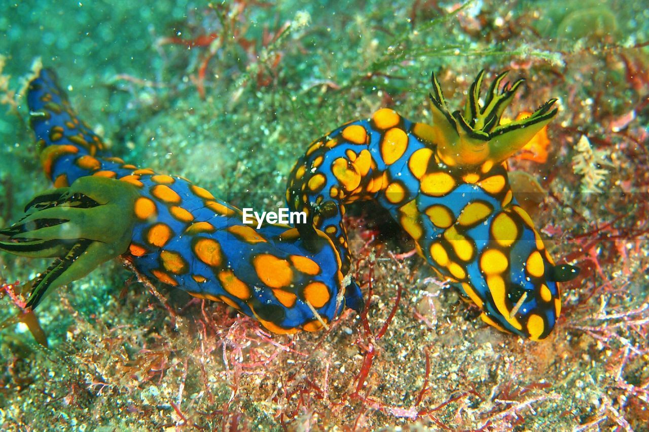 CLOSE-UP OF MULTI COLORED CORAL UNDERWATER