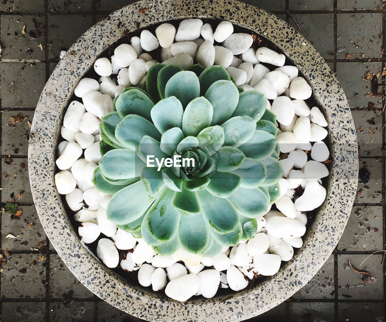 High angle view of white container on table with succulent 