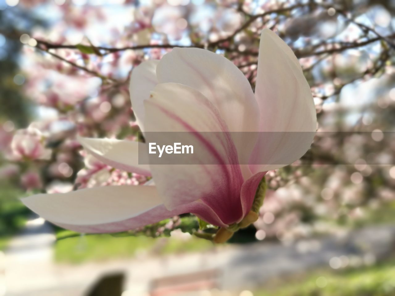 CLOSE-UP OF PINK FLOWER BLOOMING