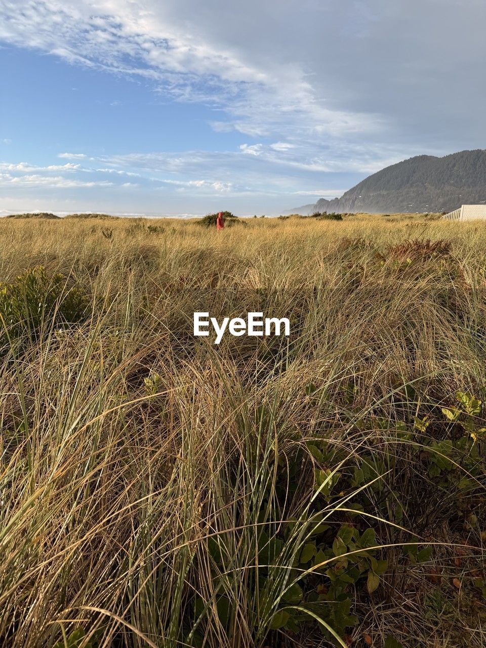 nature, water, sunlight, land, beach, cliff, plant, terrain, coast, beauty in nature, day, grass, sea, scenics - nature, outdoors, reflection, high angle view, sports, cloud, motion, sky, tree, travel, no people, tranquility, environment, wave, non-urban scene, sand