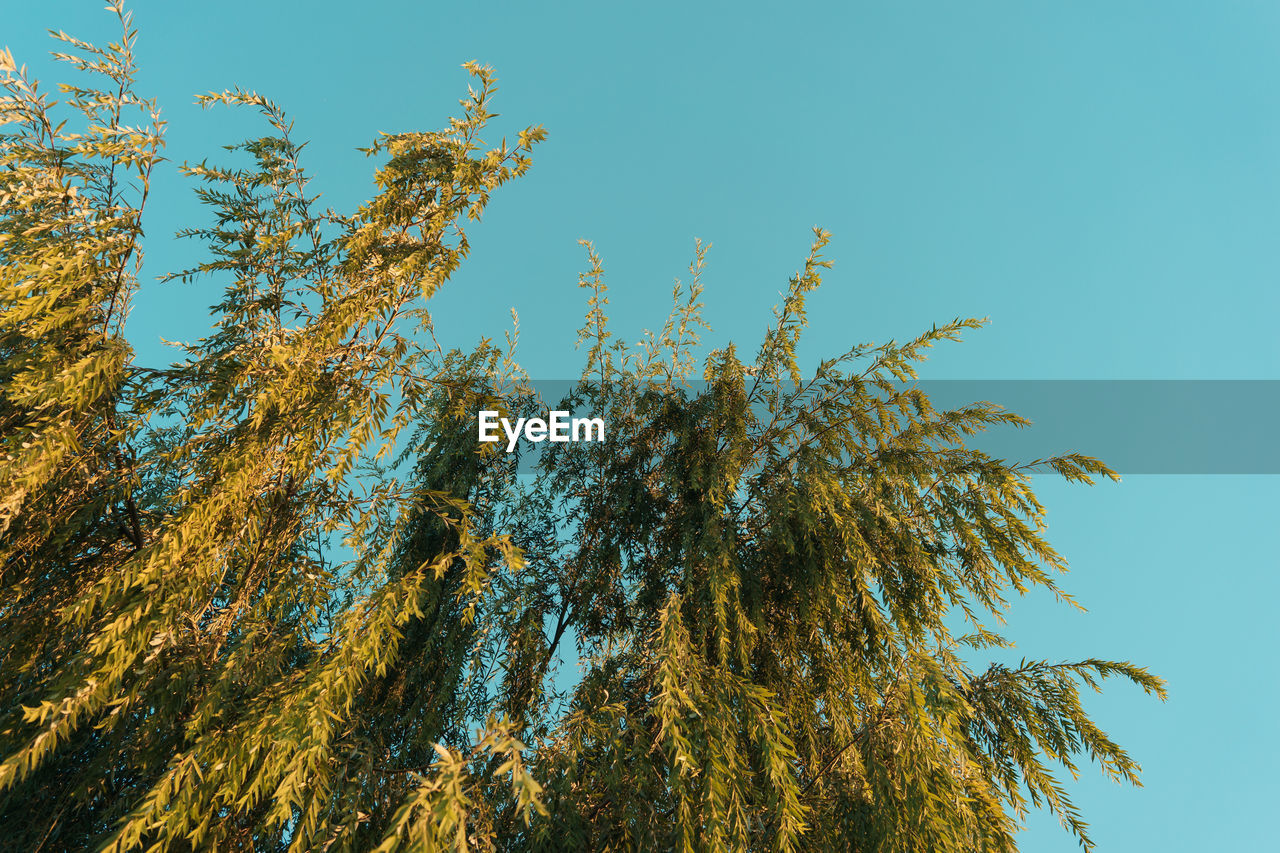 Low angle view of tree against clear blue sky