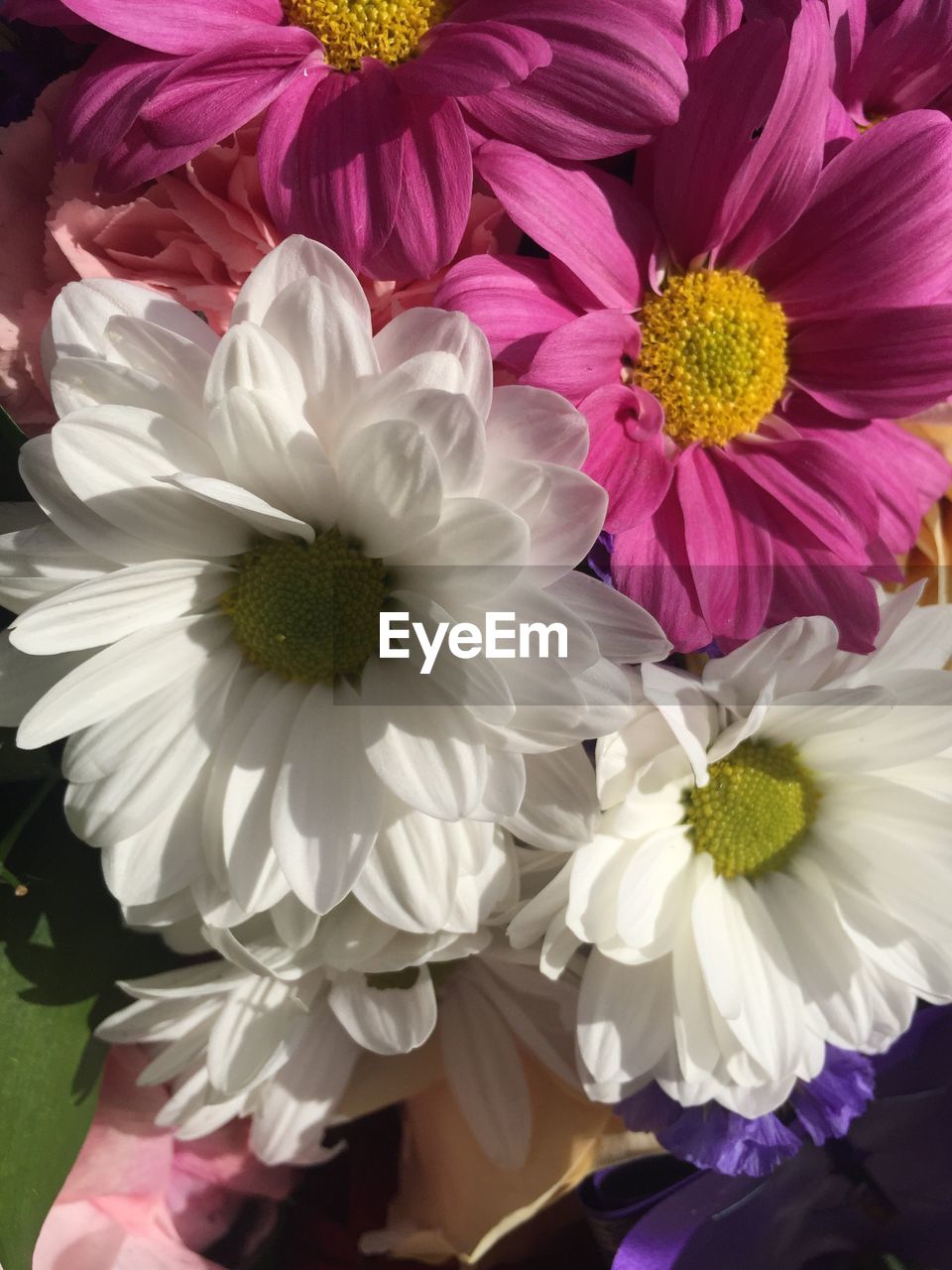 CLOSE-UP OF FLOWER BLOOMING OUTDOORS