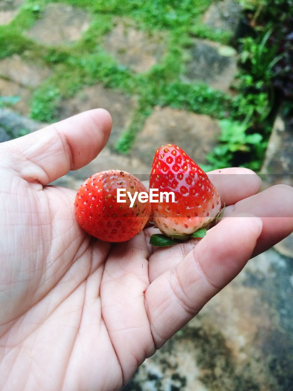 CROPPED HAND HOLDING STRAWBERRIES