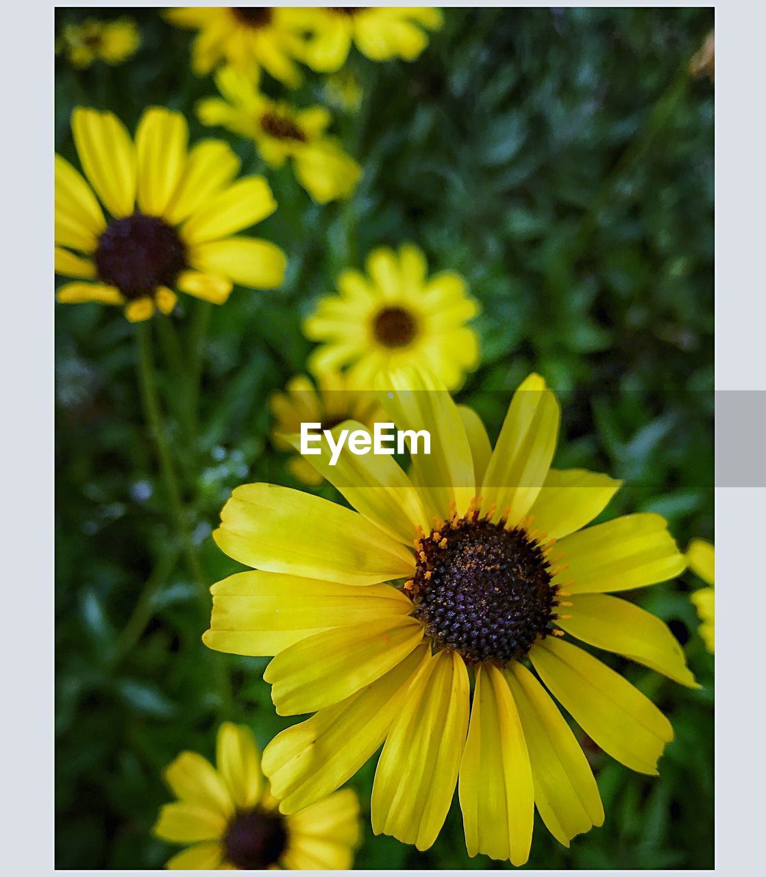 CLOSE-UP OF BLACK-EYED YELLOW FLOWERS BLOOMING