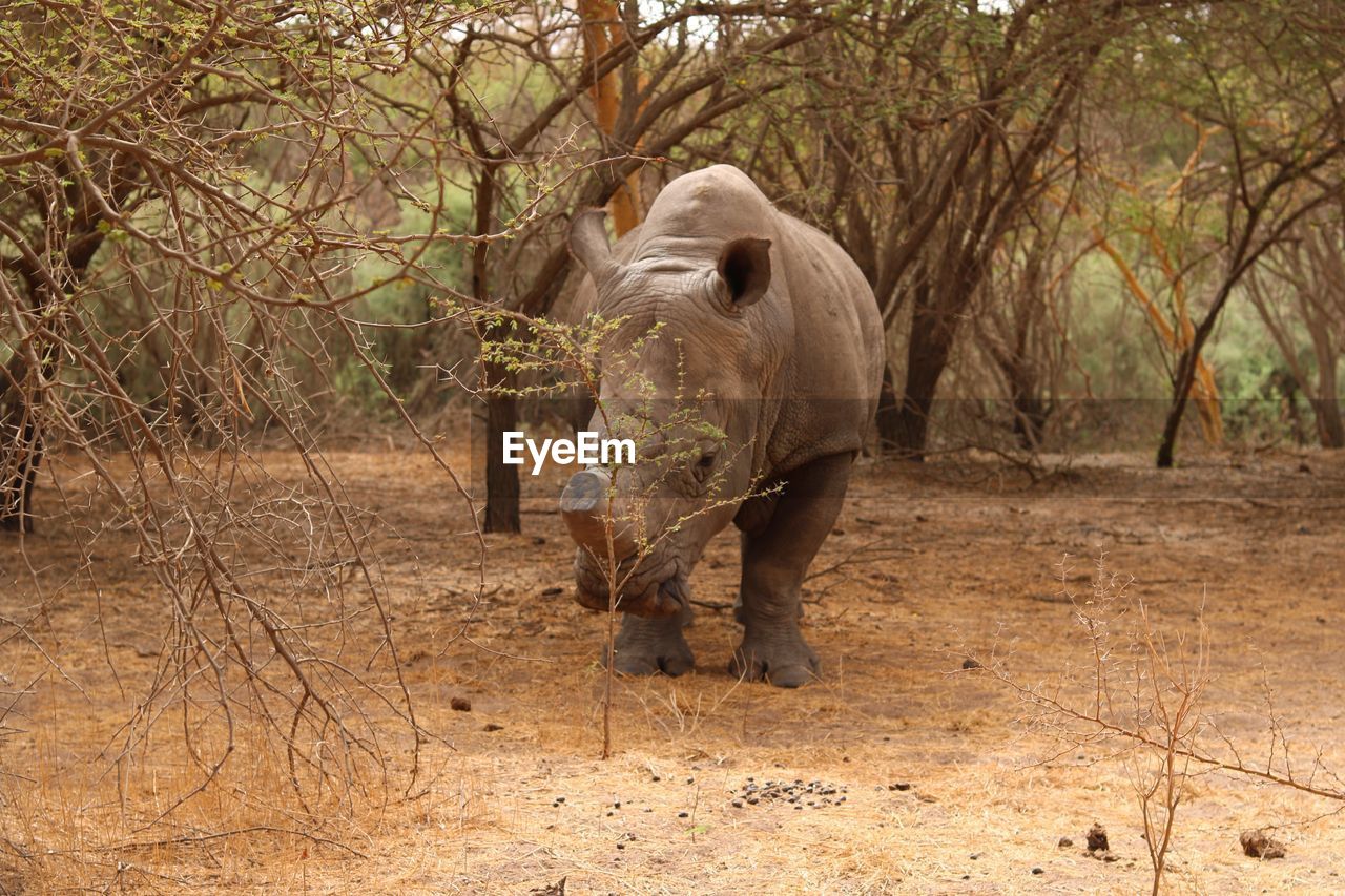 Rhino walking in a forest