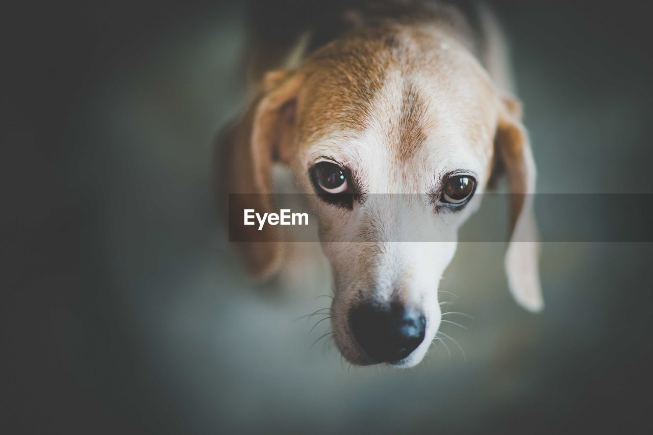 Close-up portrait of dog