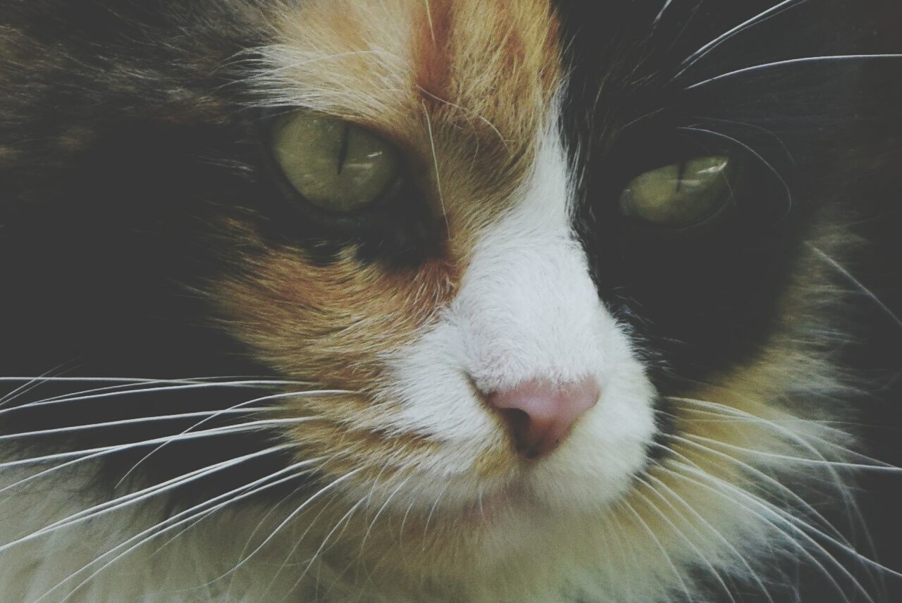 CLOSE-UP PORTRAIT OF CAT INDOORS