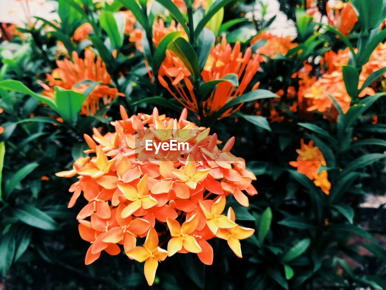 CLOSE-UP OF ORANGE FLOWER