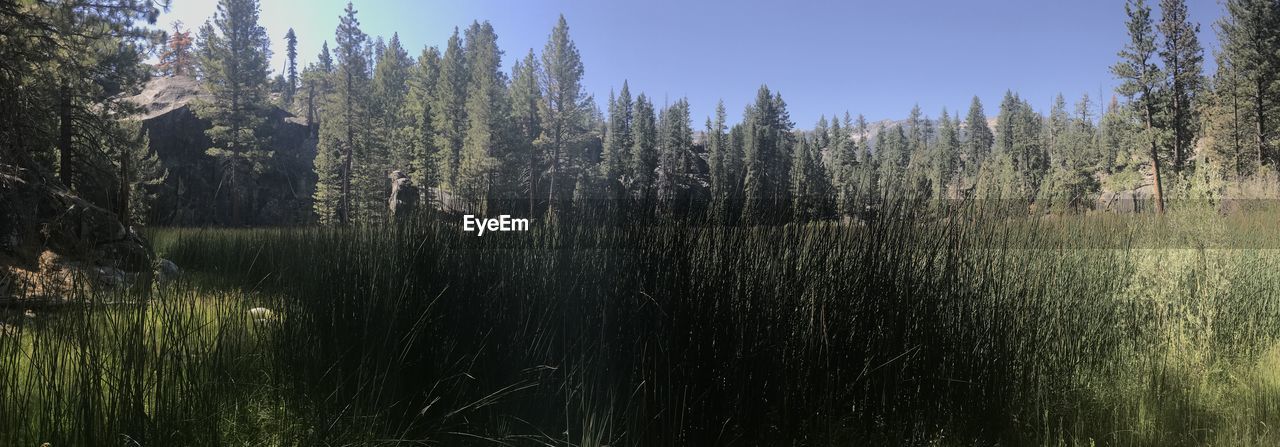 Scenic view of forest against sky