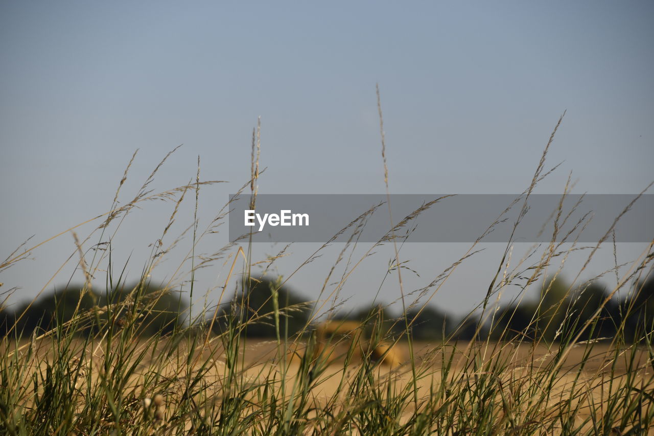 Close-up of grass on field against clear sky