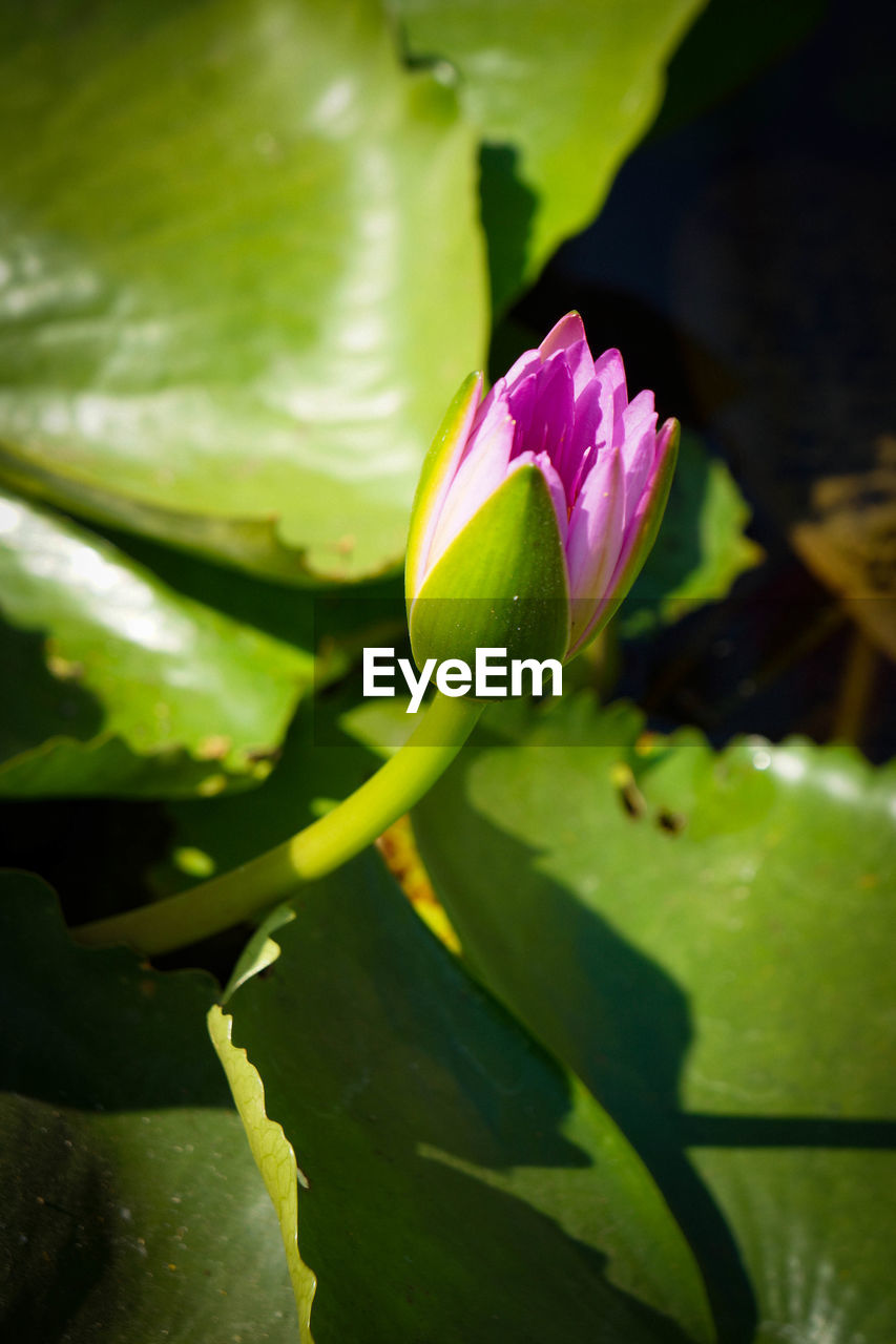 Close-up of pink water lily