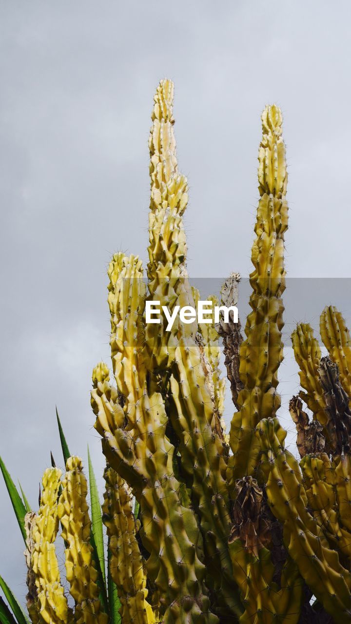 CLOSE-UP OF YELLOW FLOWER AGAINST SKY