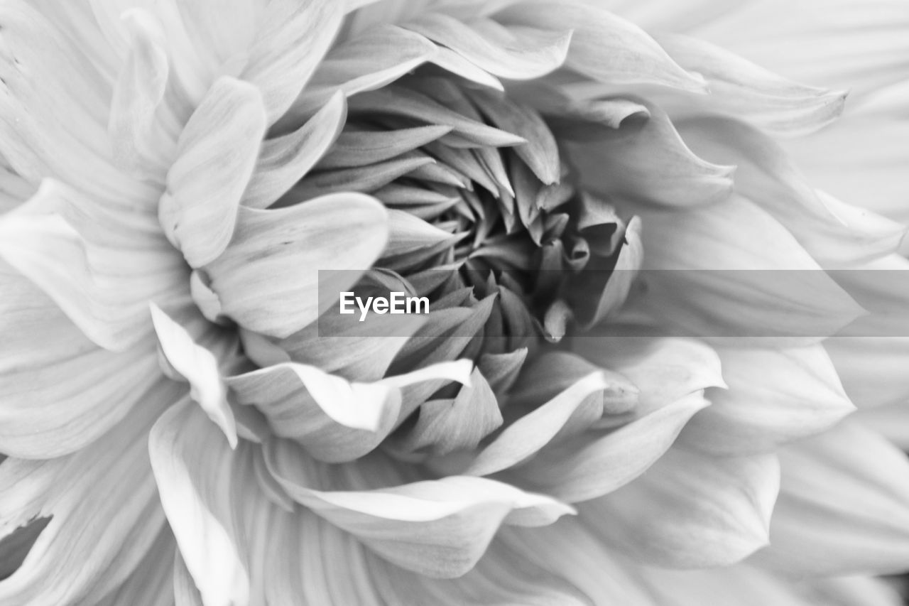 FULL FRAME SHOT OF ROSE