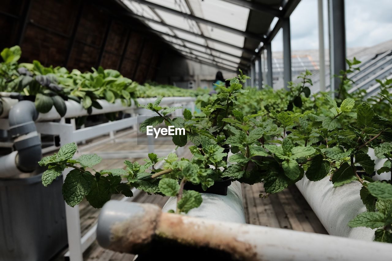 Close-up of plants in greenhouse