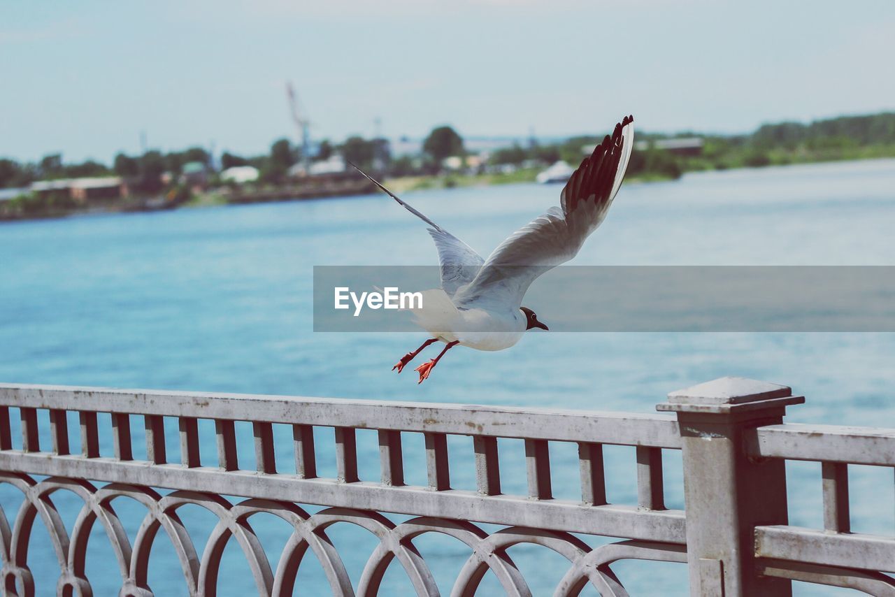Seagull flying over railing against sea